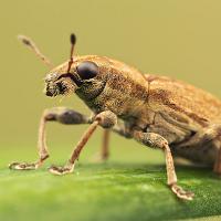 Weevil - Sitona sp. 1 